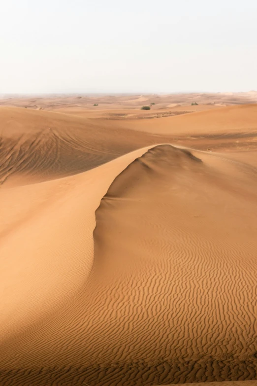 the desert has a variety of sand dunes and sp bushes