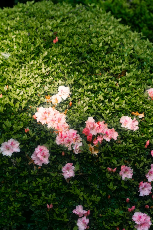 a couple of small pink flowers growing on top of a shrub