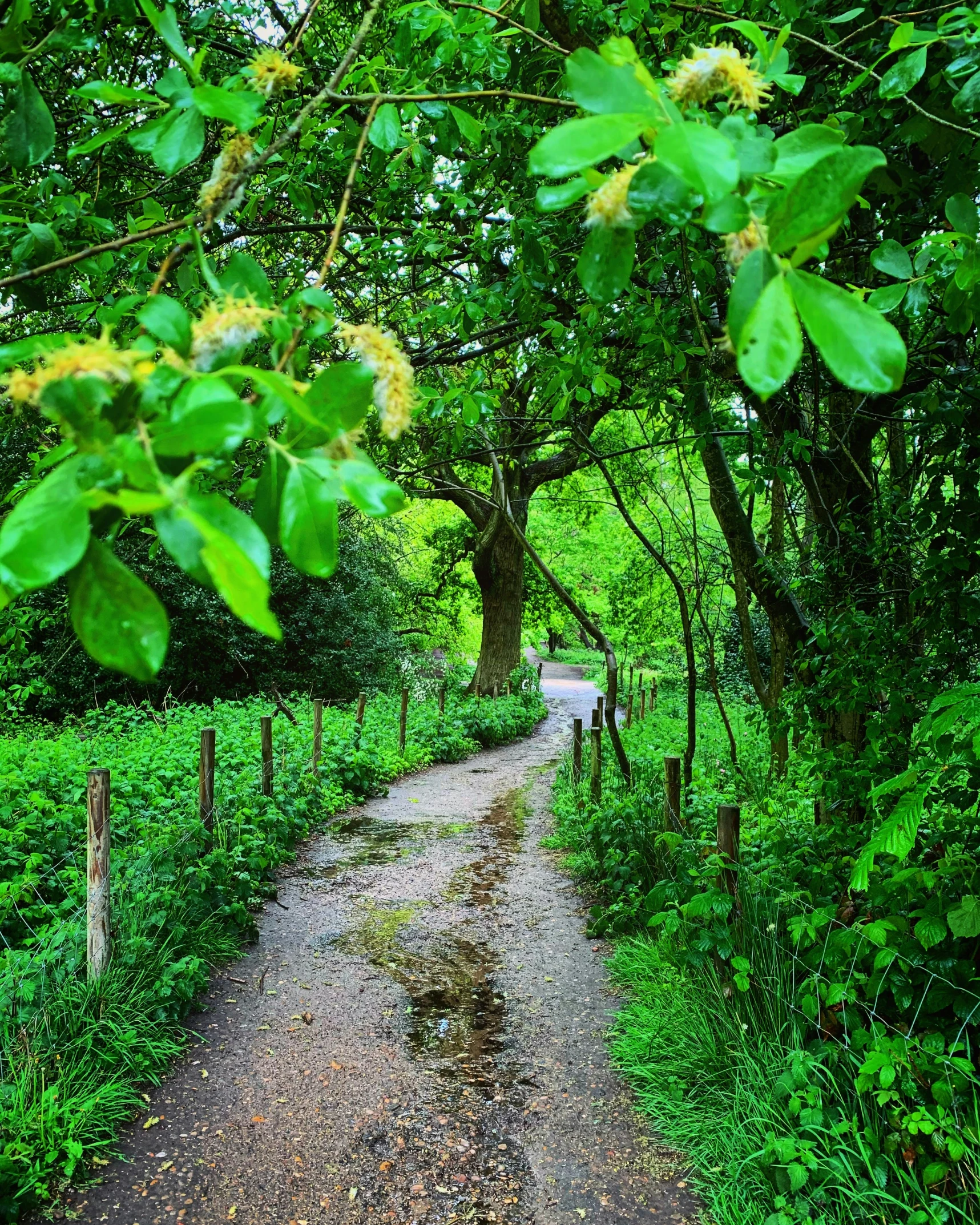 a dirt road surrounded by lush green trees