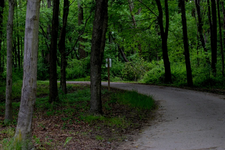 a paved pathway in a forest area surrounded by tall trees