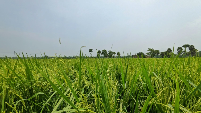 the tall grass has many leaves on it