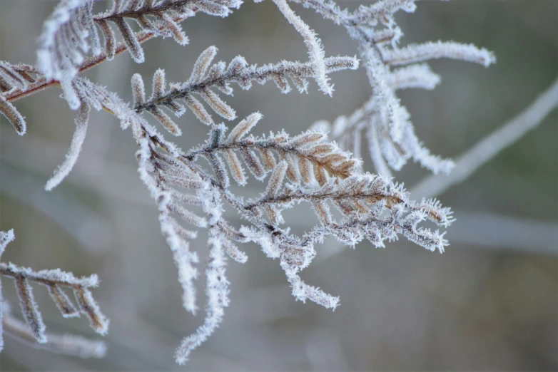 a small nch with some frosty things on it