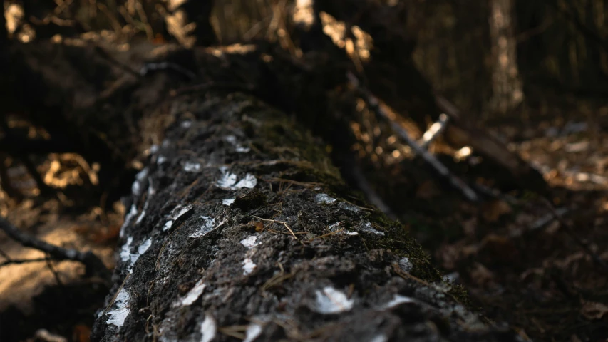 a very big tree trunk in the woods