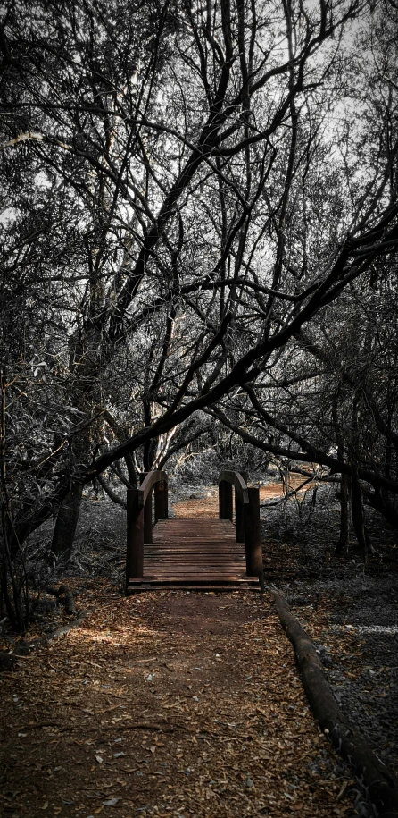a wooden bridge surrounded by trees with no leaves