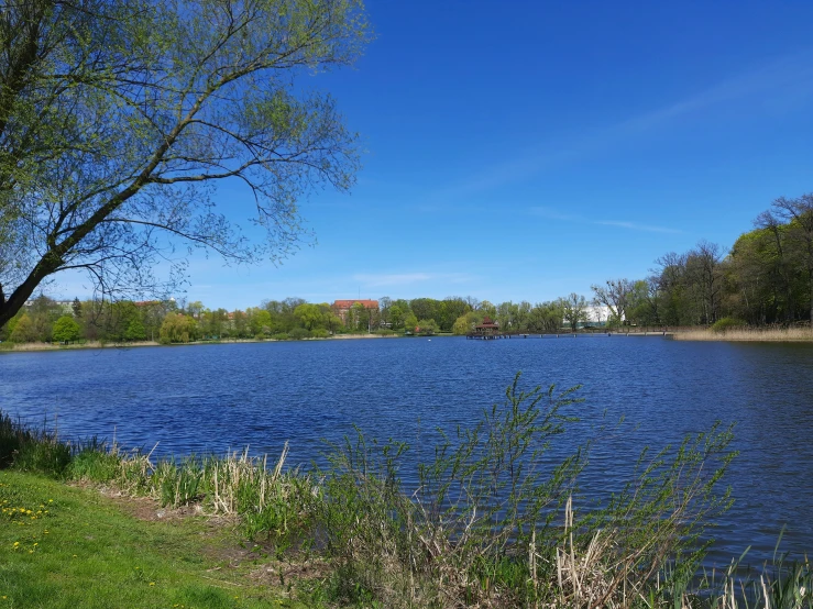 large body of water sitting in the middle of a forest