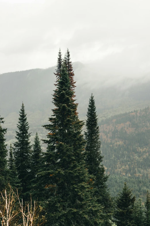 some trees on the ground and hills in the background