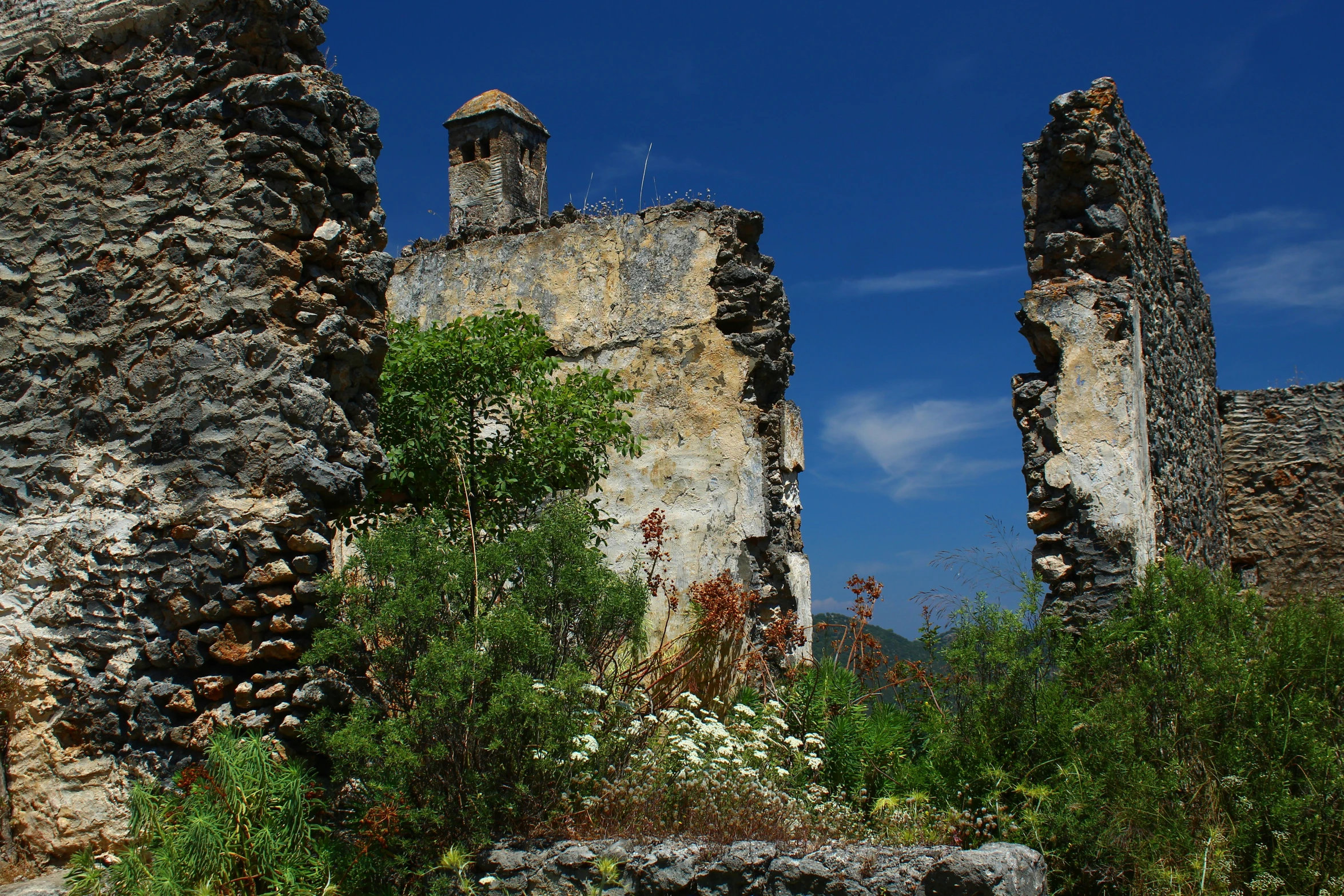 some kind of old building with plants and a tree growing through it