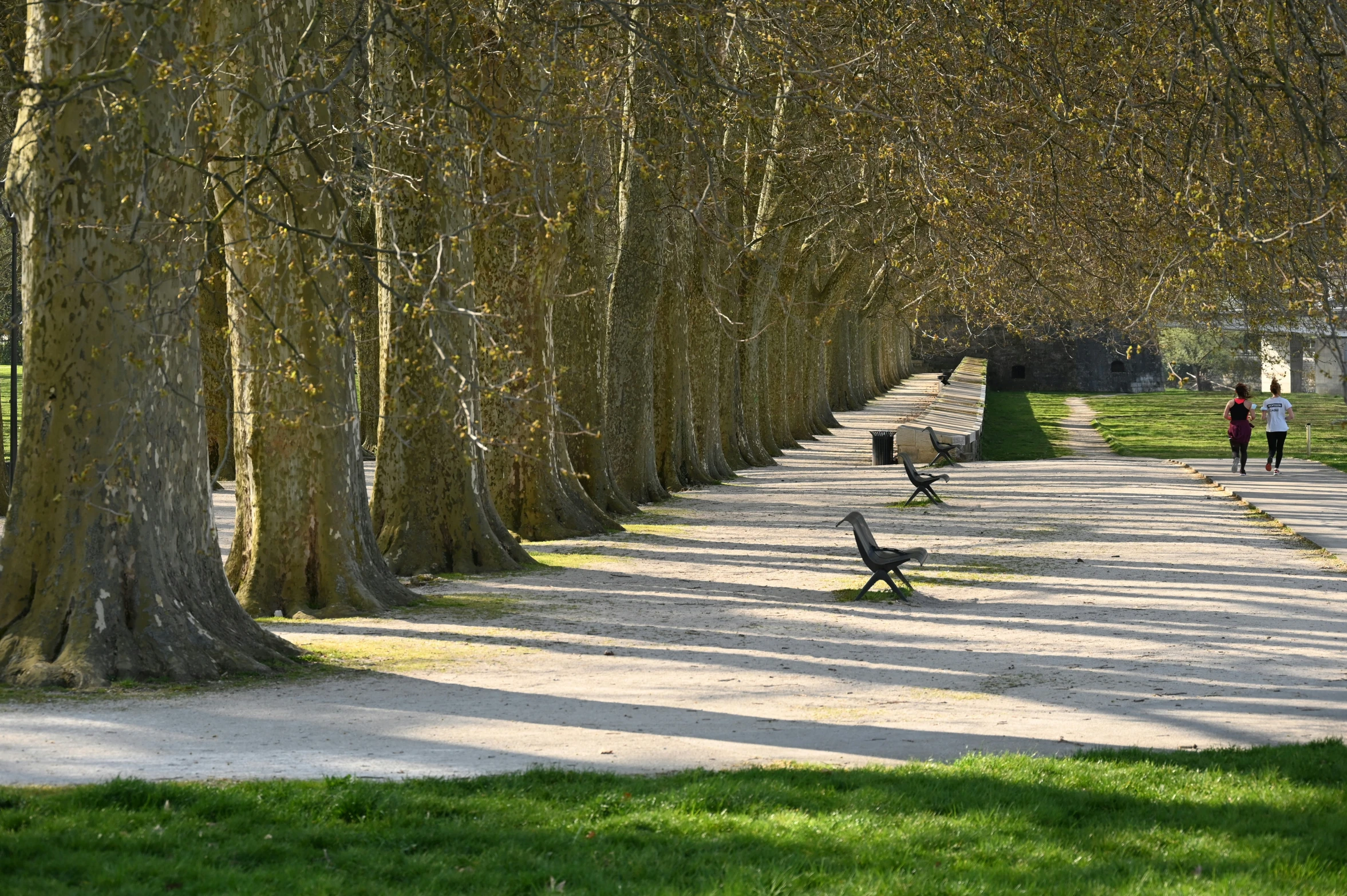 trees lining a road and benches near grass