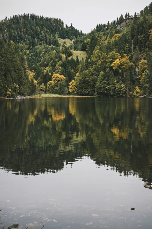 a large body of water next to a lush green forest