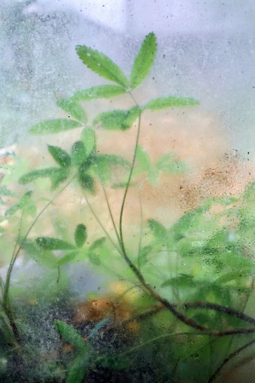 a plant that is growing out of a window