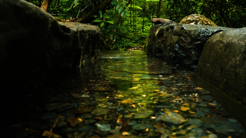 the sunlight shines through the trees as water flows between rocks