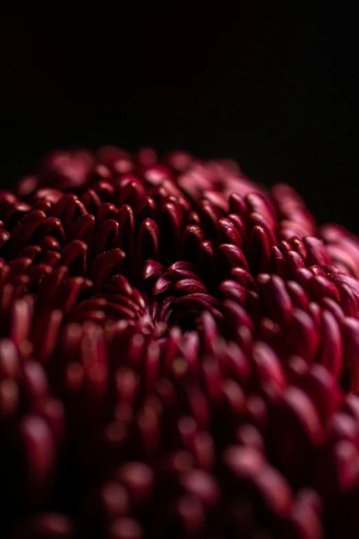 a group of different sizes and colors red flowers