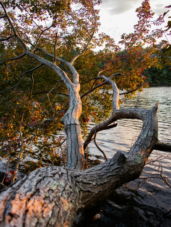 an old tree stump leaning over and beside the water