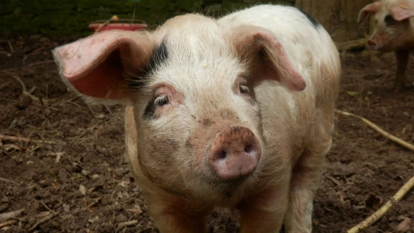 a young pig looks on as another looks ahead