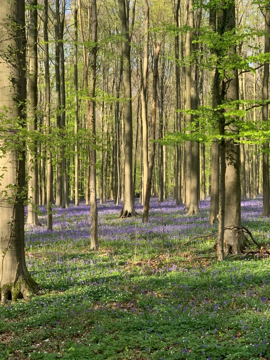 a field with lots of trees in it and lots of purple flowers