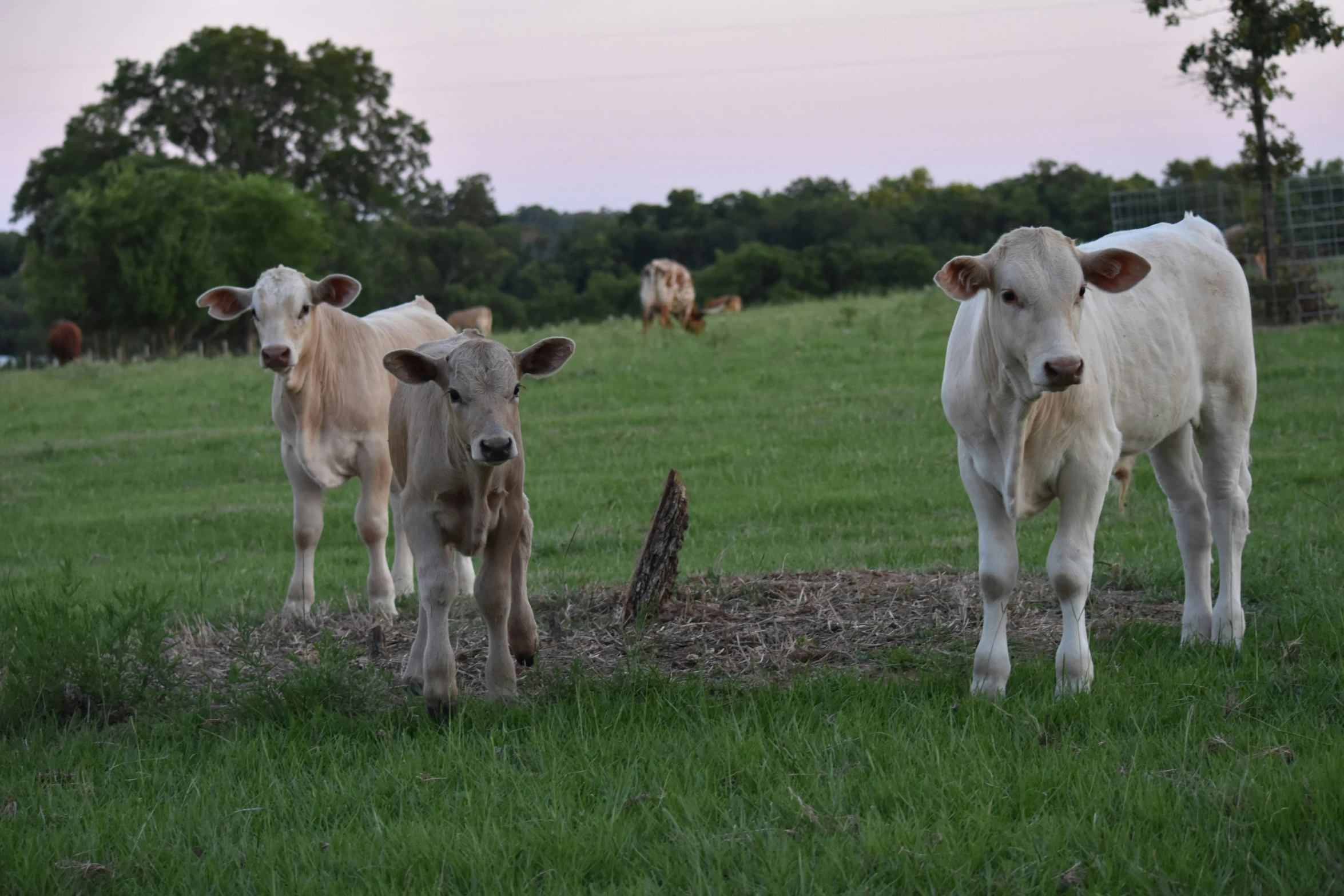 the white cows stand on green grass in an open pasture