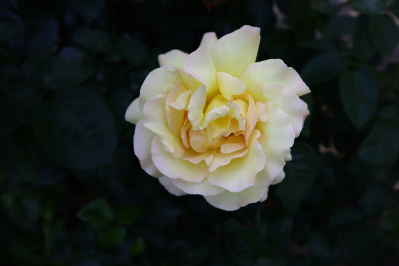 the large rose has yellow petals with many dark leaves