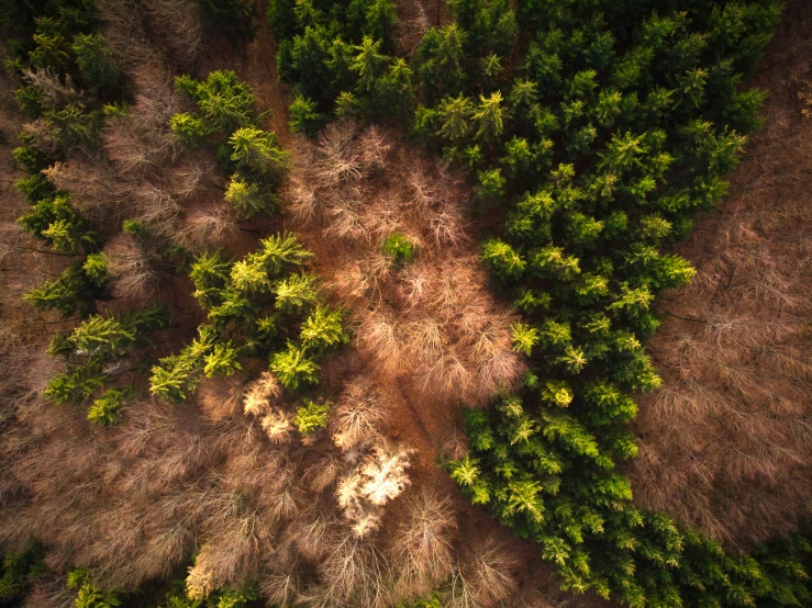 aerial view of green trees in a brown forest