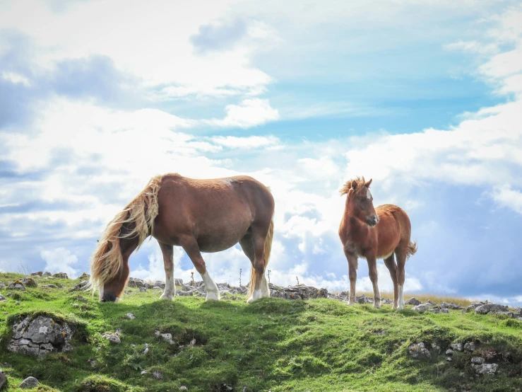 a couple of horses are on some grass