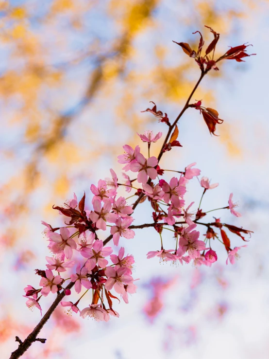 a blossomed tree nch against the blue sky