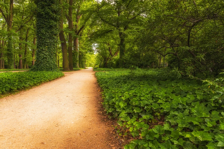 a small path with trees in the background