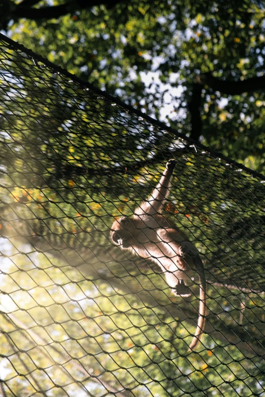 a monkey in a caged enclosure is swinging at soing