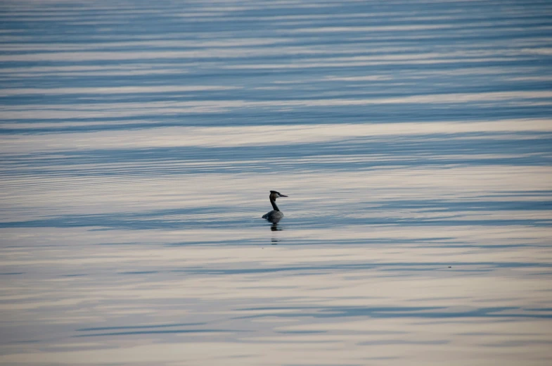 a bird is swimming in the calm water