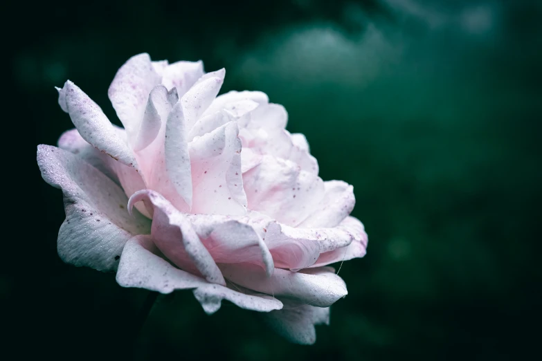 a rose with its petals fully closed on a stem