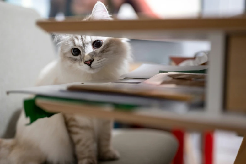 a white cat sitting behind a table looking back at the camera