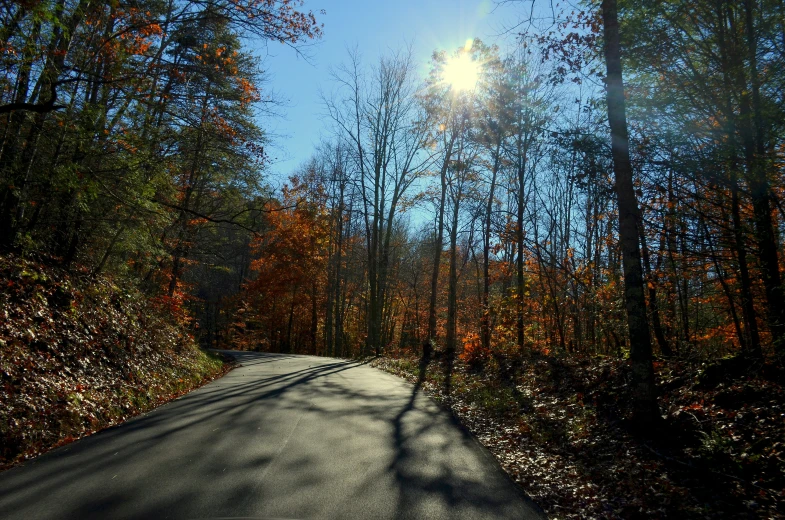 the sun shining in between tall trees along a street