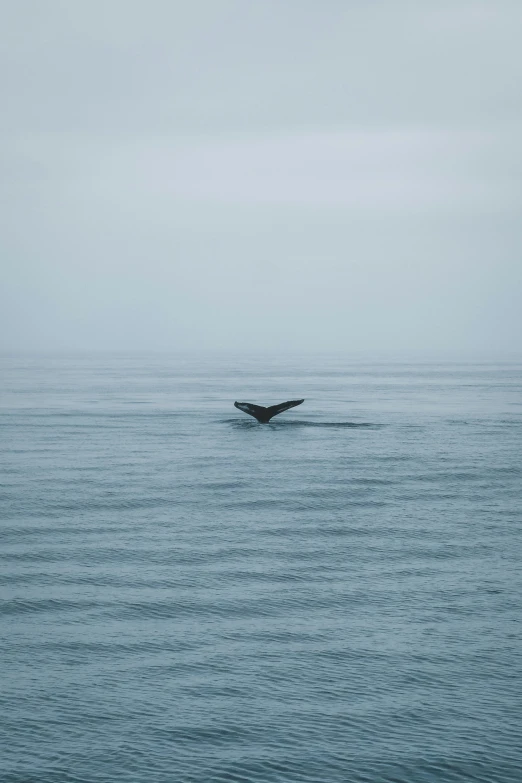 the water looks calm but the tail of a whale is visible