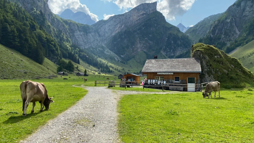 cows grazing in an open field near a cabin