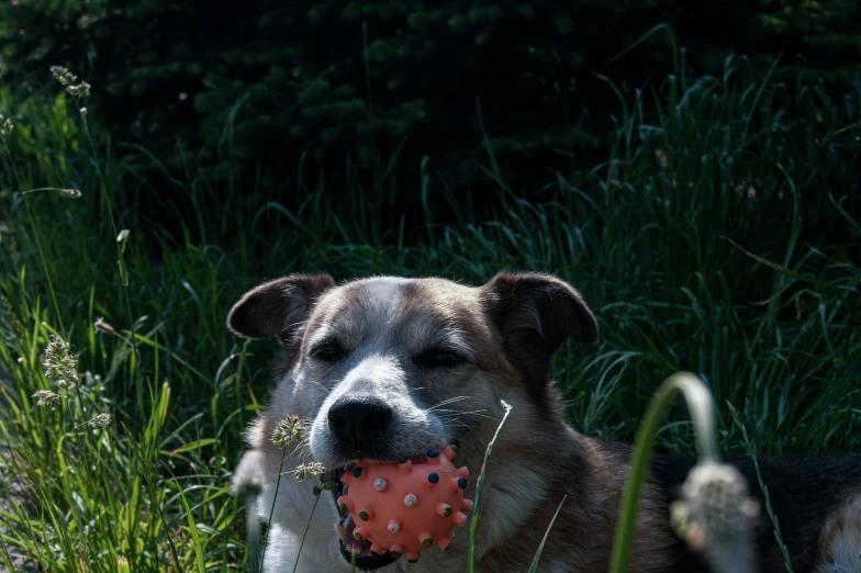 a dog with a ball in his mouth in the grass