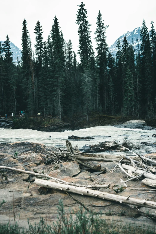 the view of a truck is near a forest