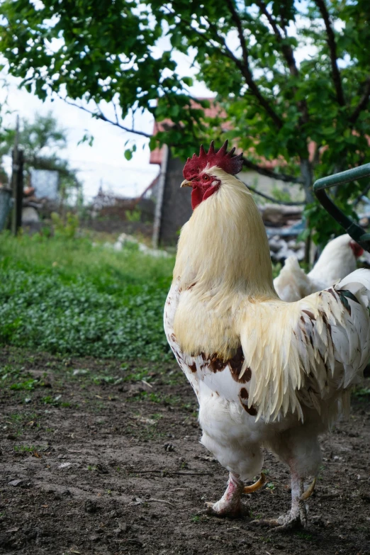 there are two chickens standing near each other