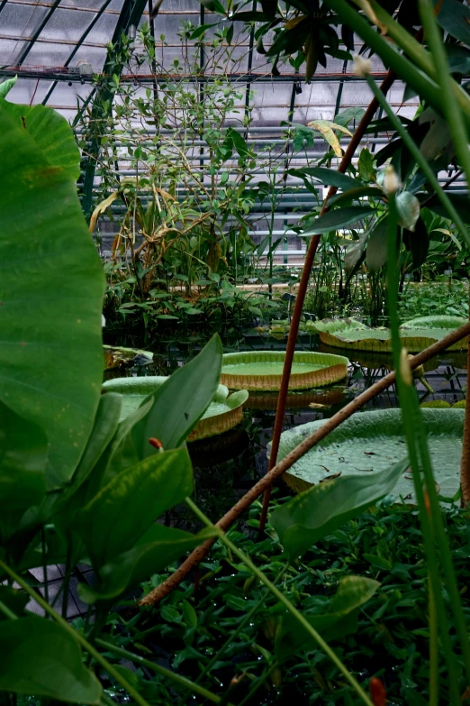 many water lillies are in a small pond