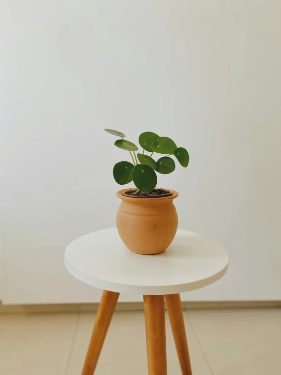 a small potted plant sits on top of a table