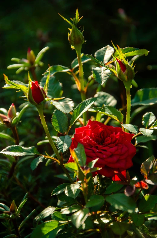 a red rose blooming next to a bunch of green leaves