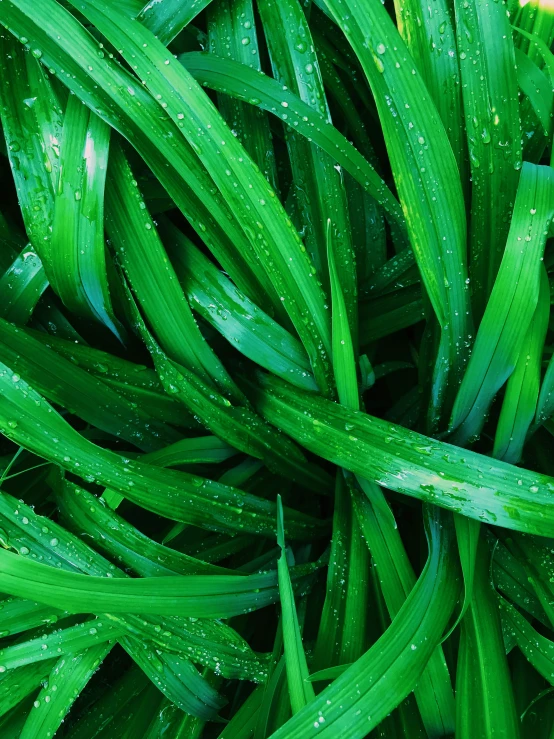 a close up view of the water on a grass