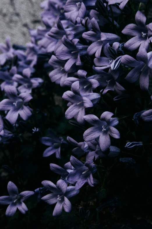 the flowers are purple in color and purple has small leaves