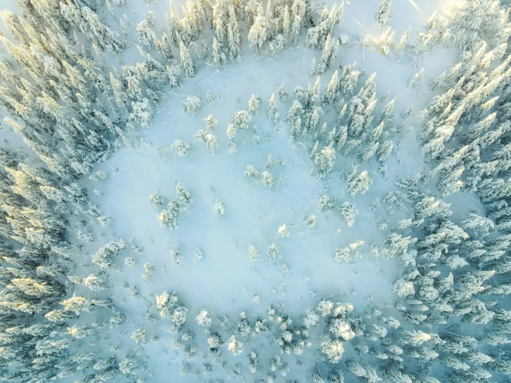 a big pretty pine forest filled with lots of snow