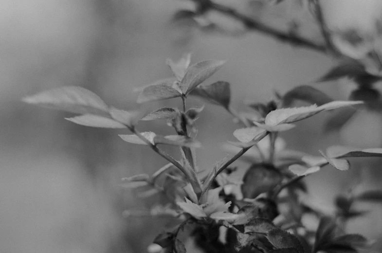 an unripe tree nch has leaves and flowers