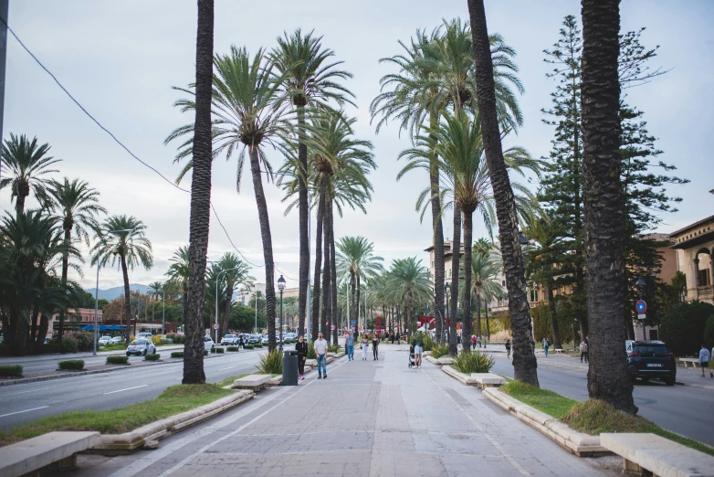 a city street with a palm tree lined walk way