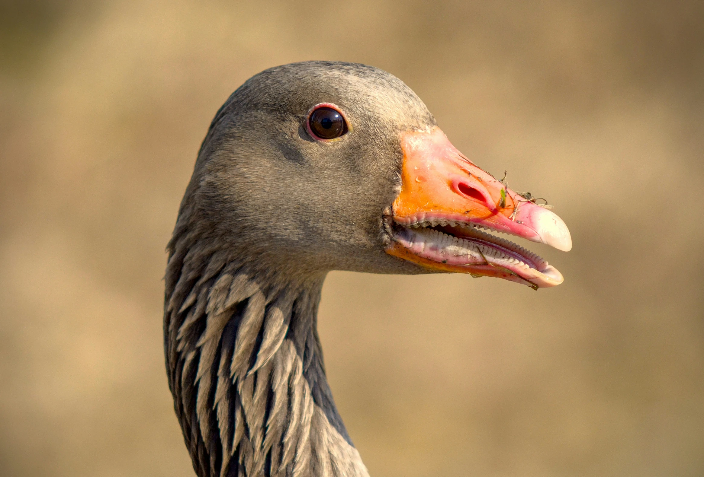 a duck is shown with orange beak and long legs