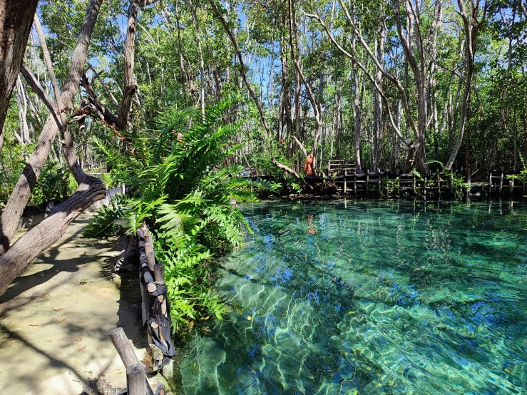 an image of the clear water near the woods