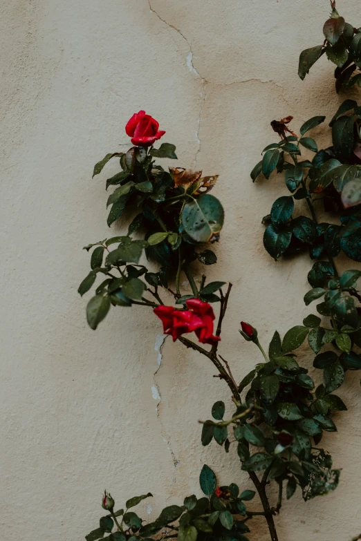 a bunch of red roses growing up against a stucco wall