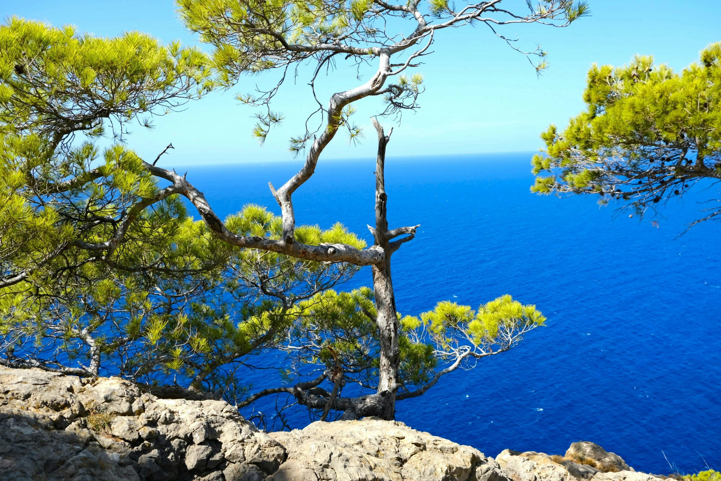 a picture with some water and some trees