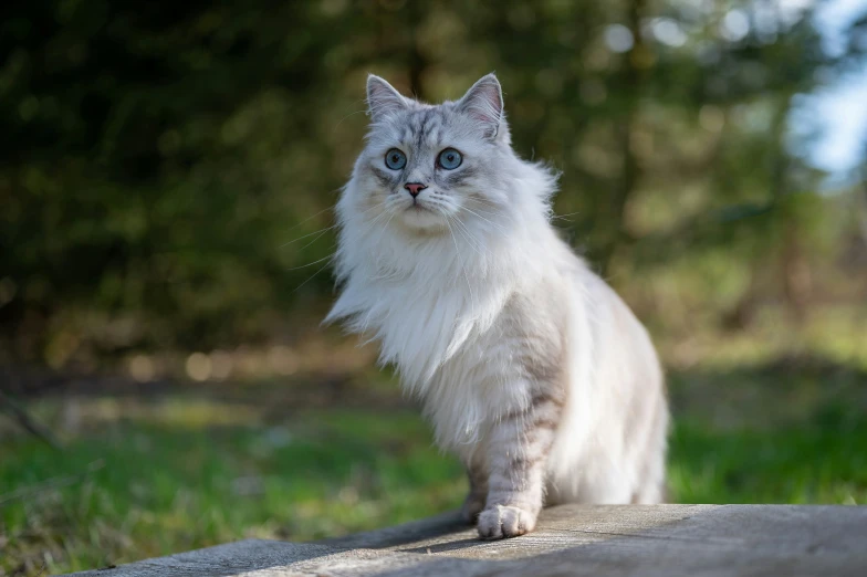 a cat sitting on the ground in a grassy area