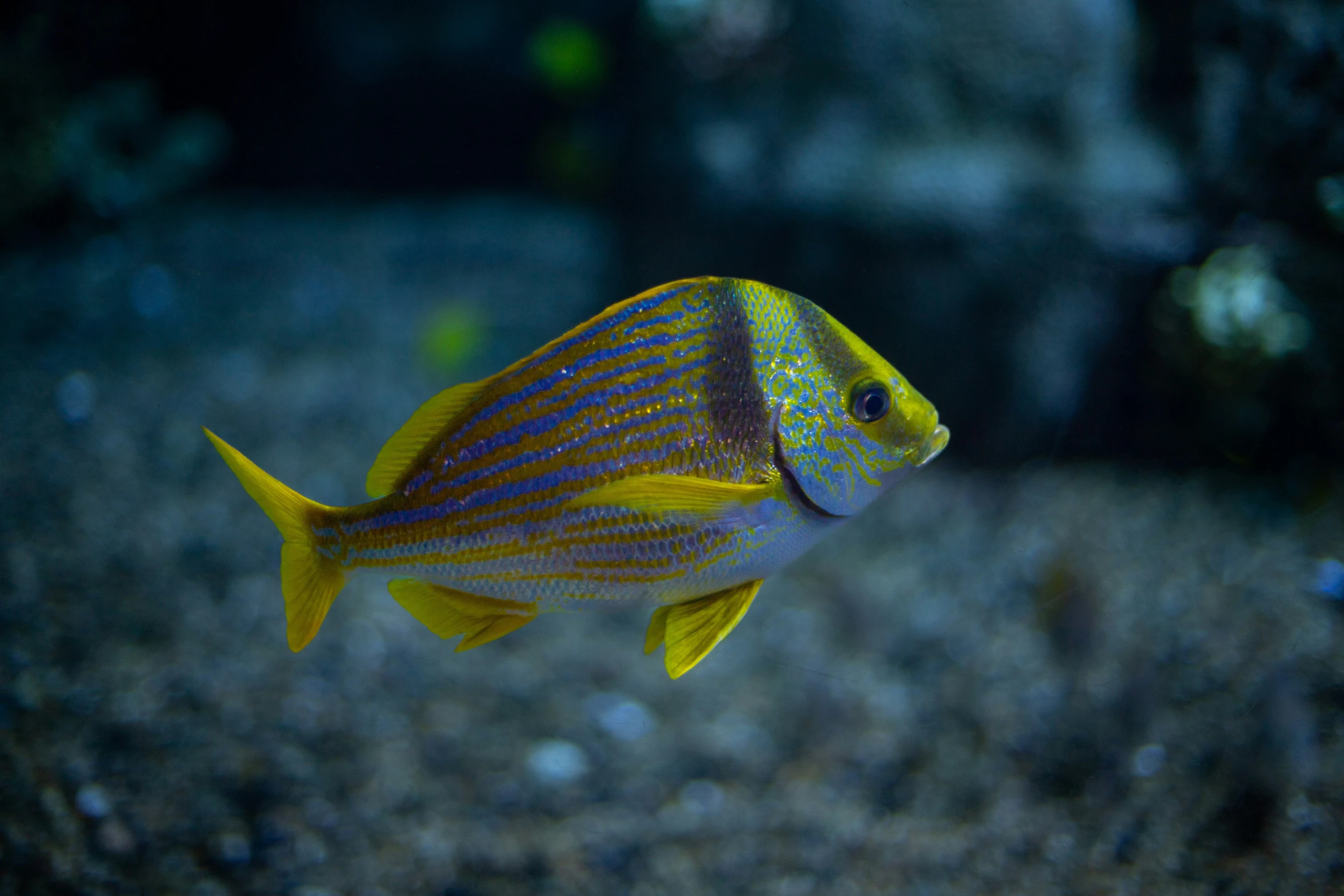 a very cute small yellow and blue fish in a dark sea