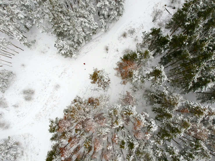 a group of trees in snow covered forest